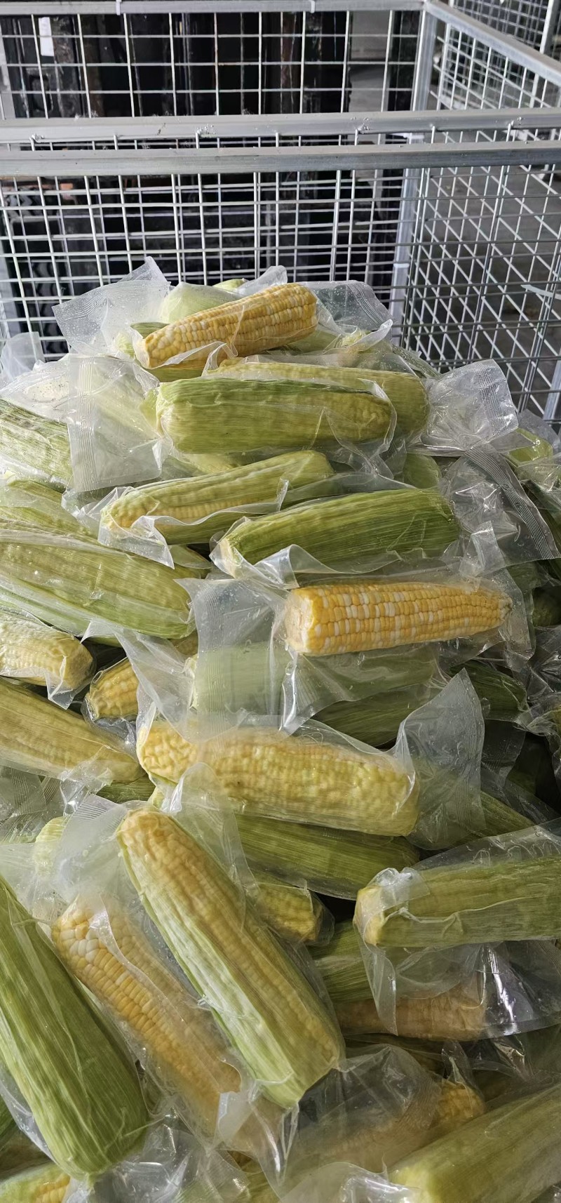 鲜食玉米密甜糯4号手工采摘液冷锁鲜冷链储存电联