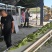 鲜食玉米密甜糯4号手工采摘液冷锁鲜冷链储存电联