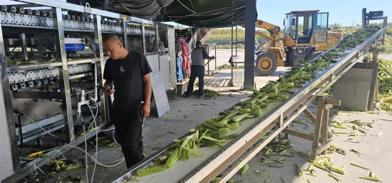 鲜食玉米密甜糯4号手工采摘液冷锁鲜冷链储存电联