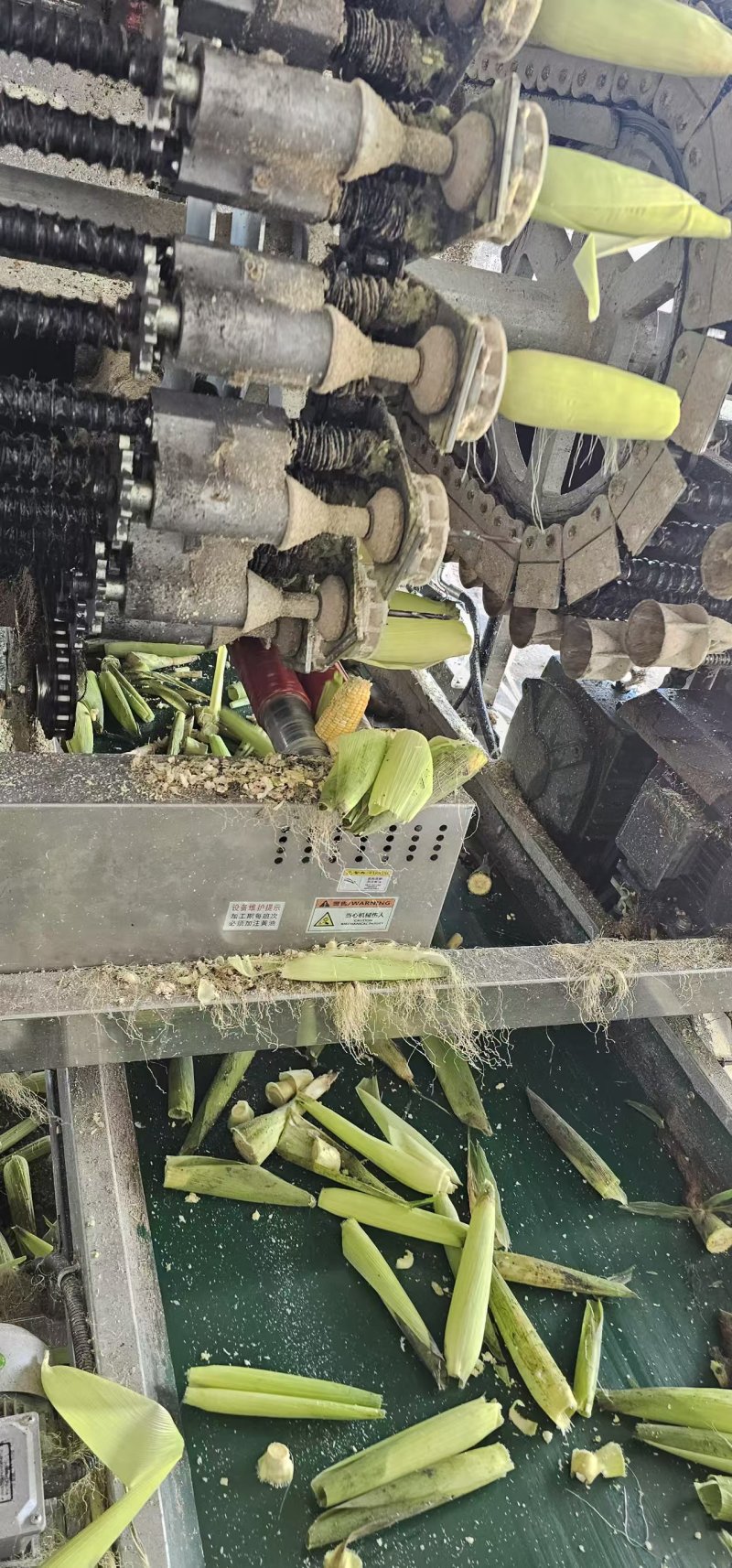 鲜食玉米密甜糯4号手工采摘液冷锁鲜冷链储存电联