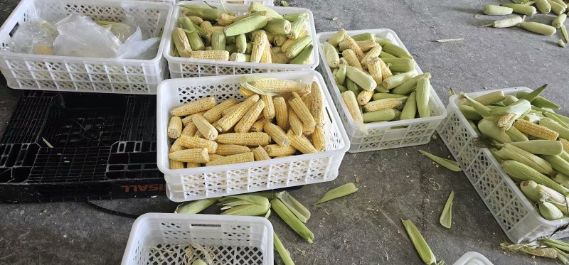 鲜食玉米密甜糯4号手工采摘液冷锁鲜冷链储存电联