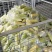 鲜食玉米密甜糯4号手工采摘液冷锁鲜冷链储存电联