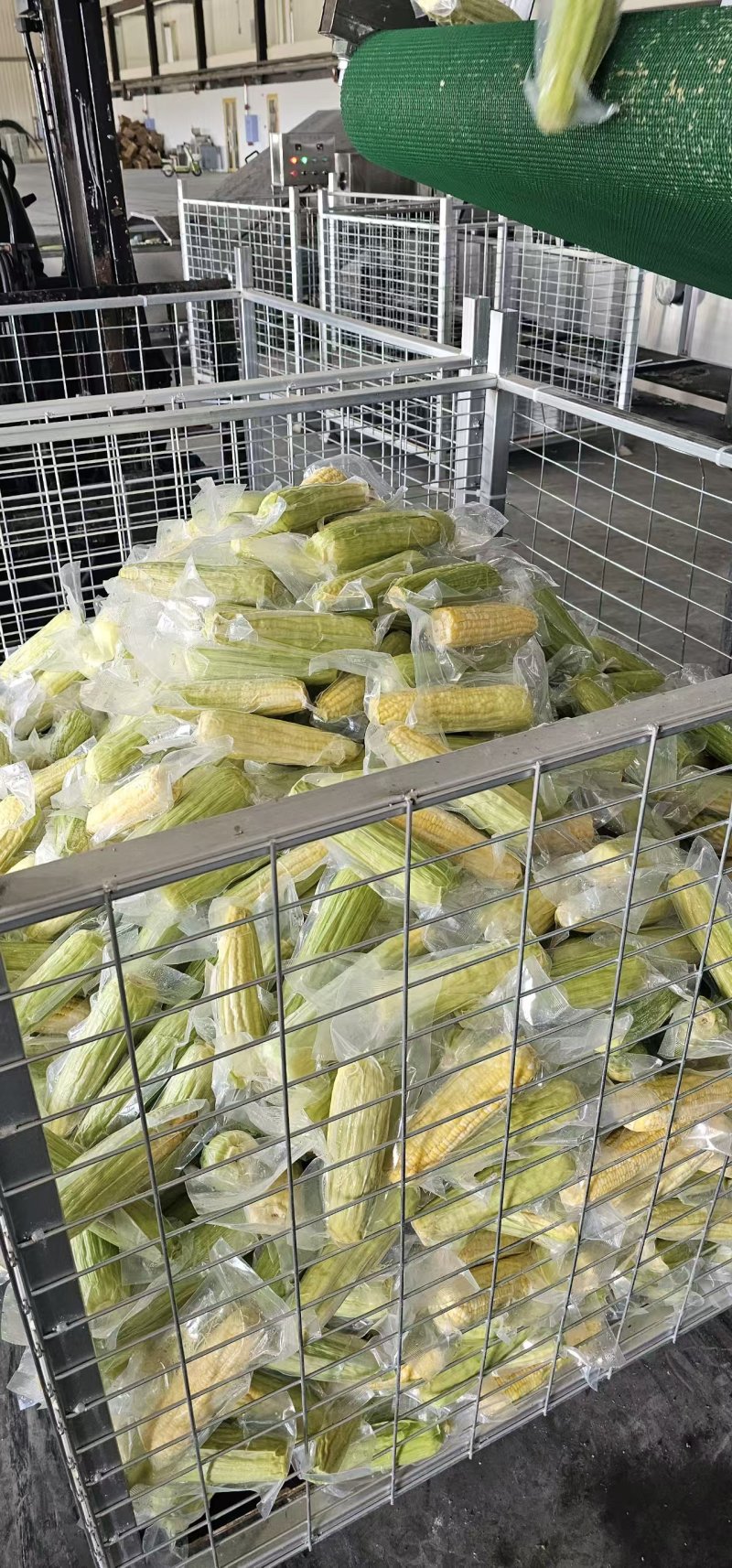 鲜食玉米密甜糯4号手工采摘液冷锁鲜冷链储存电联