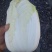 大白菜