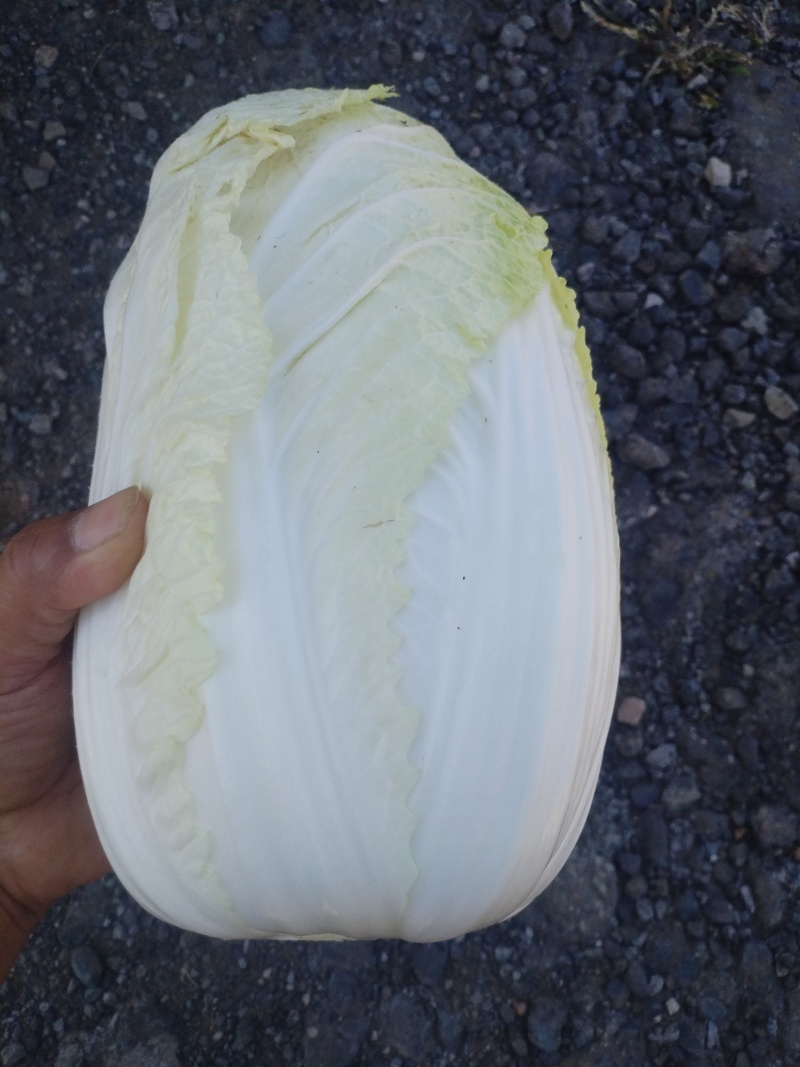 大白菜