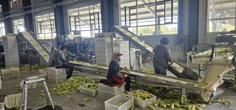鲜食玉米密甜糯4号手工采摘液冷锁鲜冷链储存电联