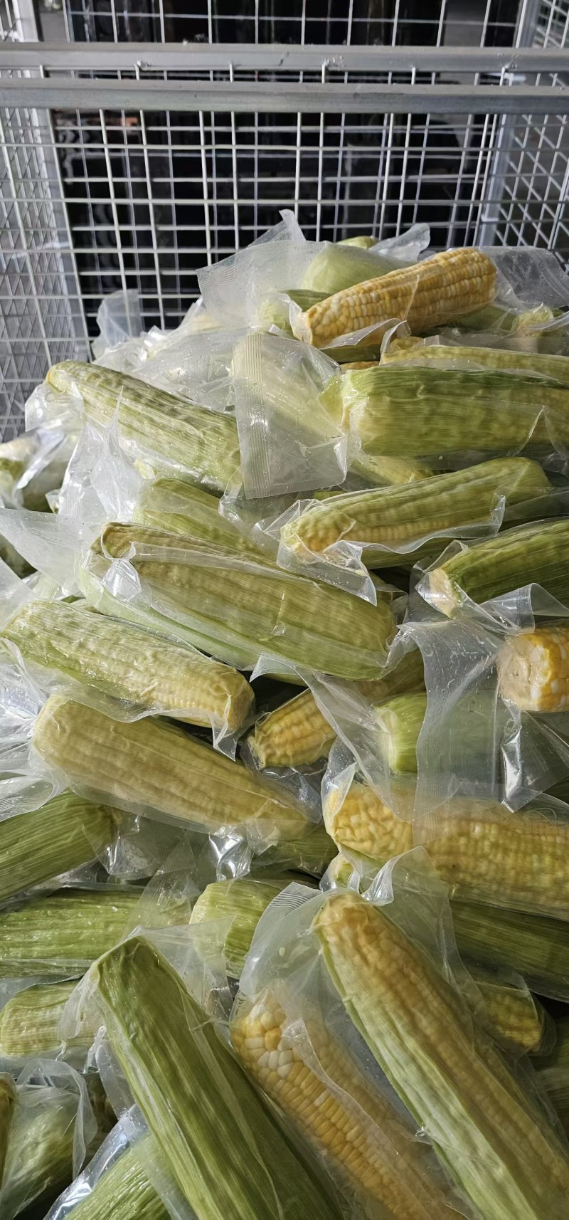 鲜食玉米密甜糯4号手工采摘液冷锁鲜冷链储存电联