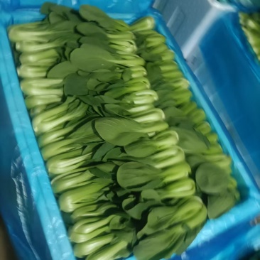 上海青，菠菜，油菜