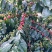 云南高海拔高山全红果卡蒂姆咖啡生豆批发精品