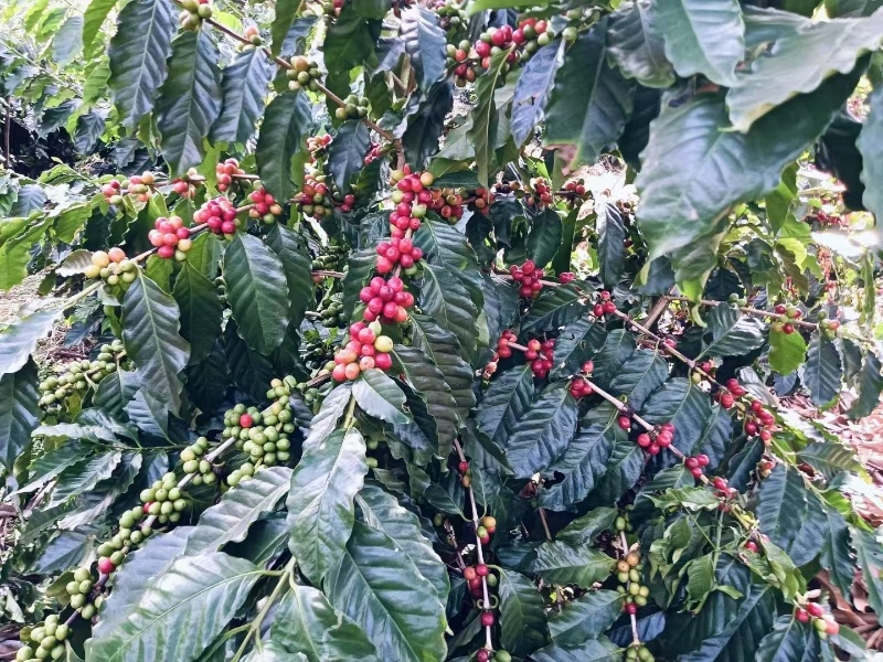 云南高海拔高山全红果卡蒂姆咖啡生豆批发精品