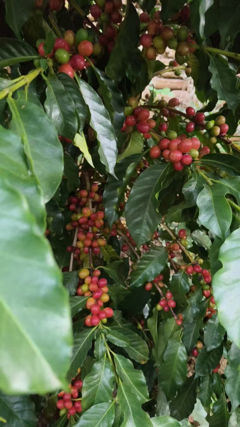 云南高海拔高山全红果卡蒂姆咖啡生豆批发精品