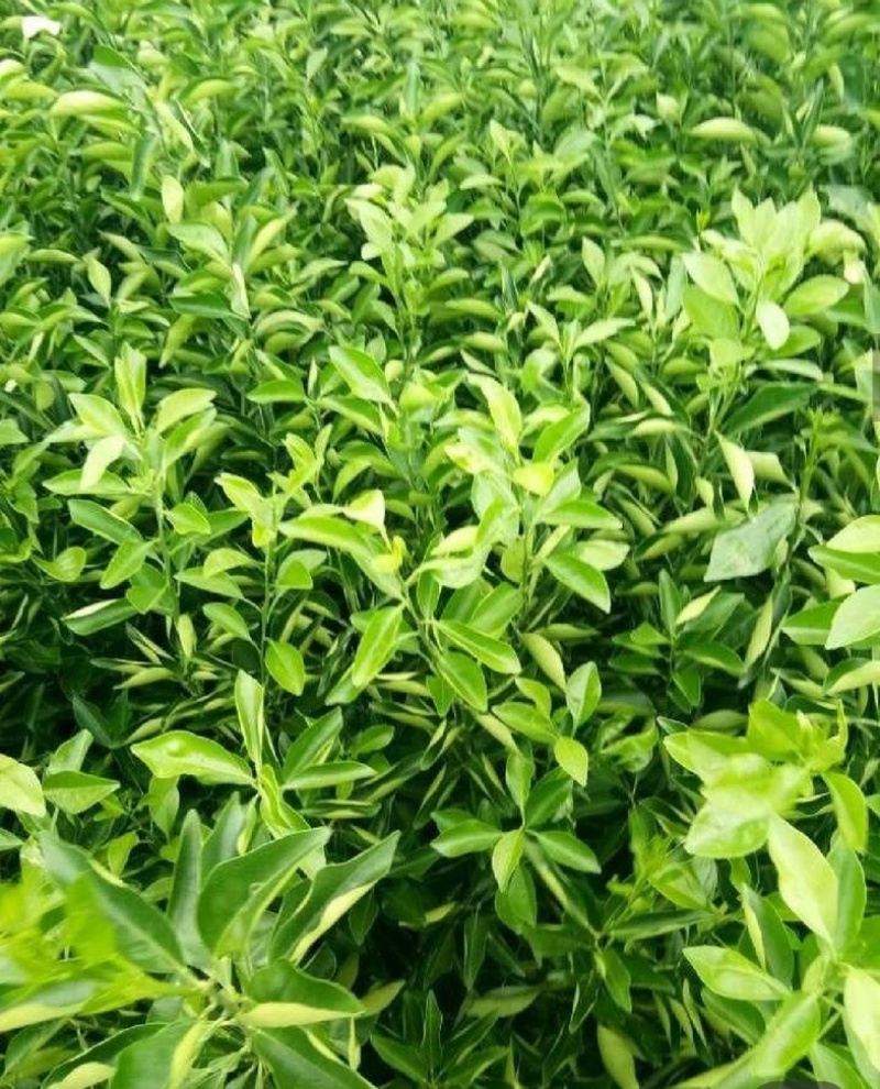 爱媛38号果冻橙苗伦晚纽荷尔九月红赣南脐橙苗
