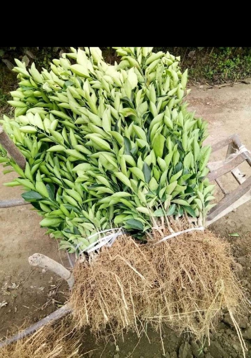 爱媛38号果冻橙苗伦晚纽荷尔九月红赣南脐橙苗
