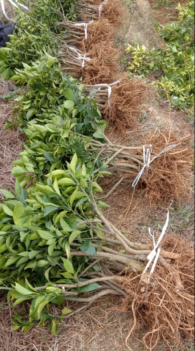 爱媛38号果冻橙苗伦晚纽荷尔九月红赣南脐橙苗