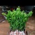 爱媛38号果冻橙苗伦晚纽荷尔九月红赣南脐橙苗