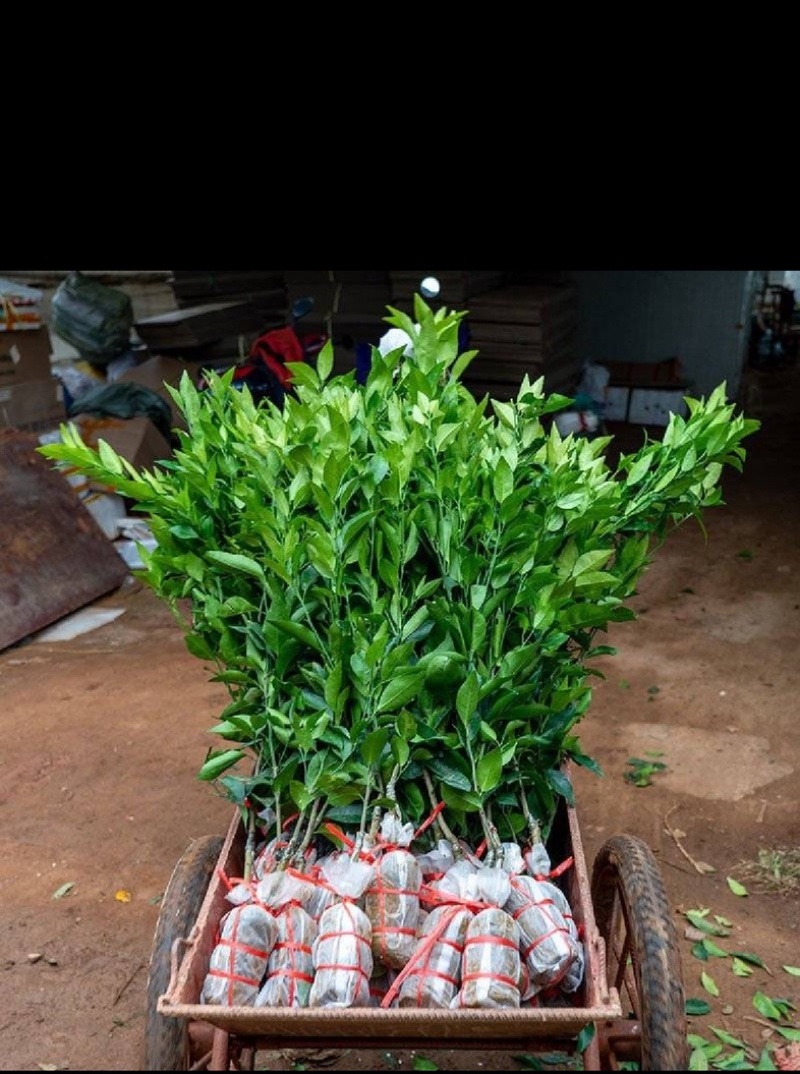 爱媛38号果冻橙苗伦晚纽荷尔九月红赣南脐橙苗