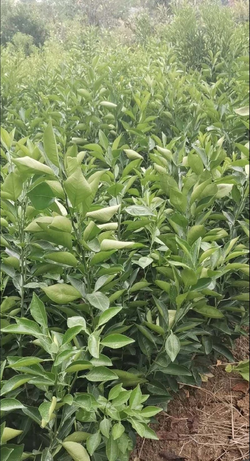 爱媛38号果冻橙苗伦晚纽荷尔九月红赣南脐橙苗