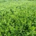 爱媛38号果冻橙苗伦晚纽荷尔九月红赣南脐橙苗