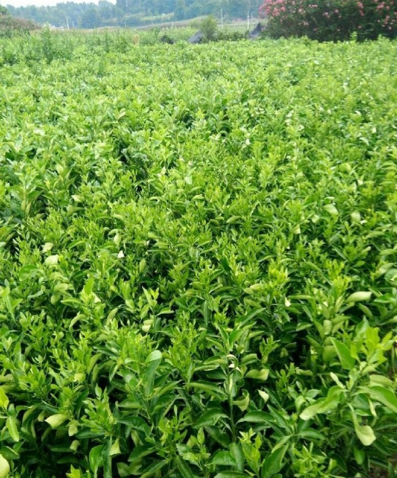 爱媛38号果冻橙苗伦晚纽荷尔九月红赣南脐橙苗