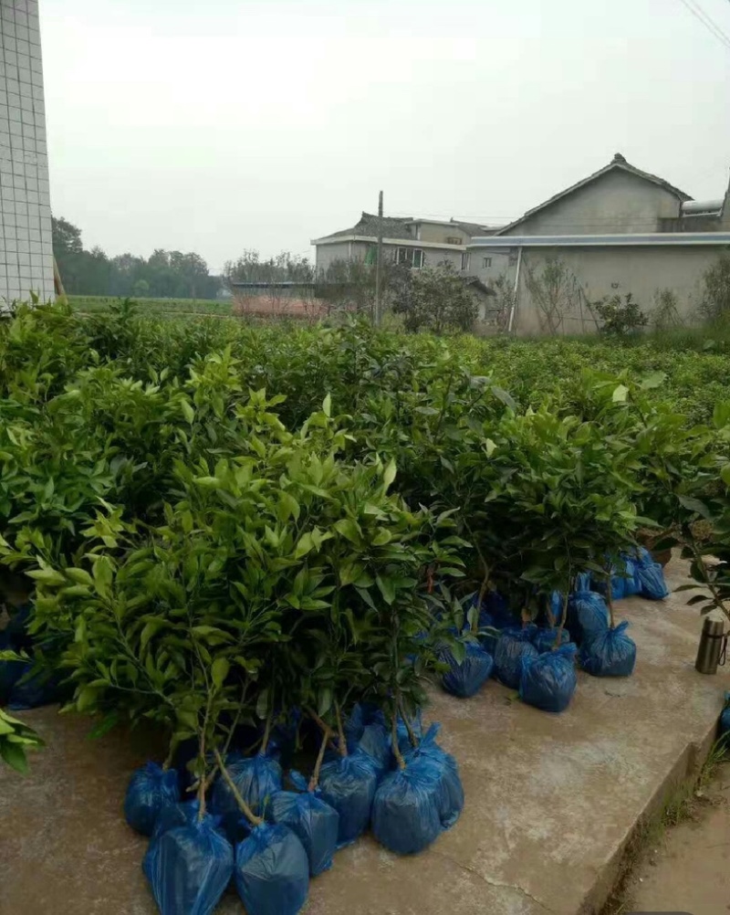 爱媛38号果冻橙苗伦晚纽荷尔九月红赣南脐橙苗