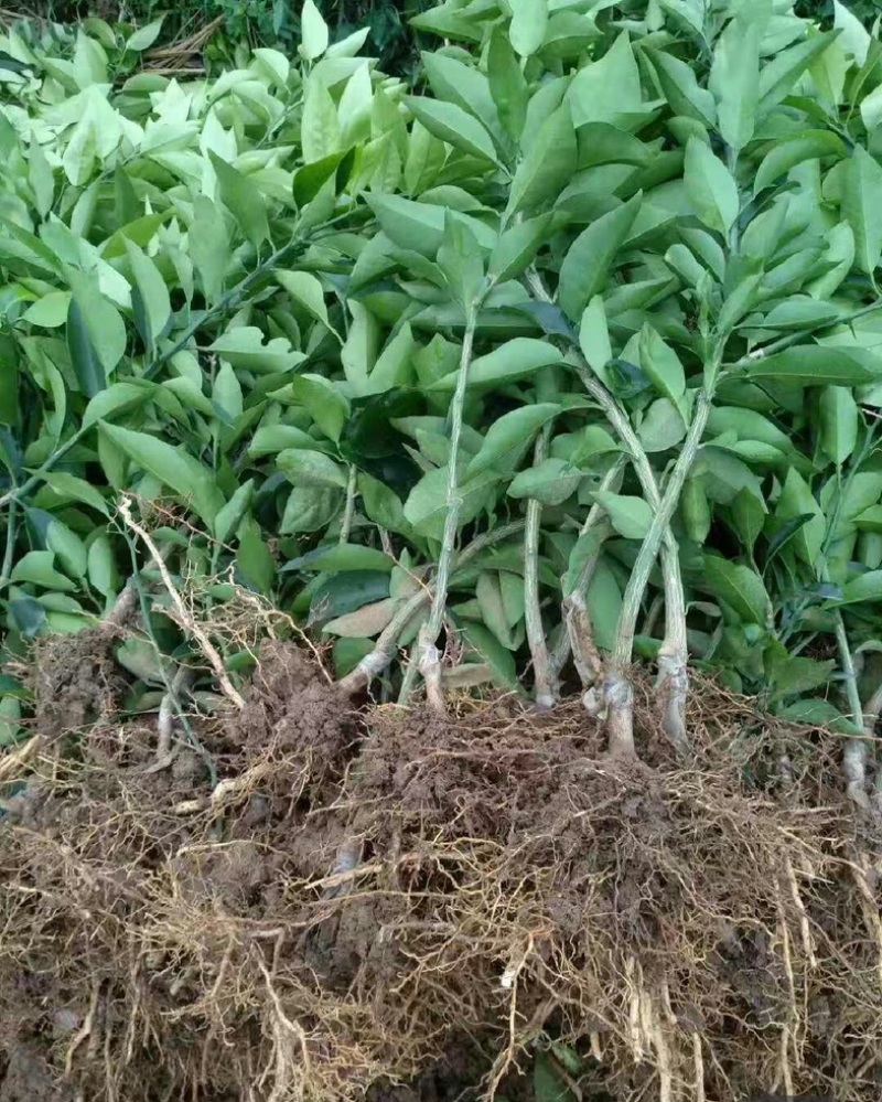 爱媛38号果冻橙苗伦晚纽荷尔九月红赣南脐橙苗