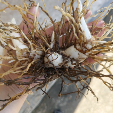 鲜货白芨批量出售