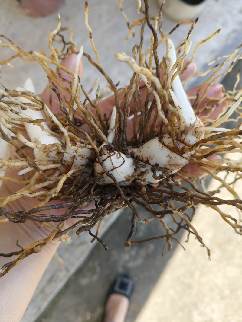 鲜货白芨批量出售