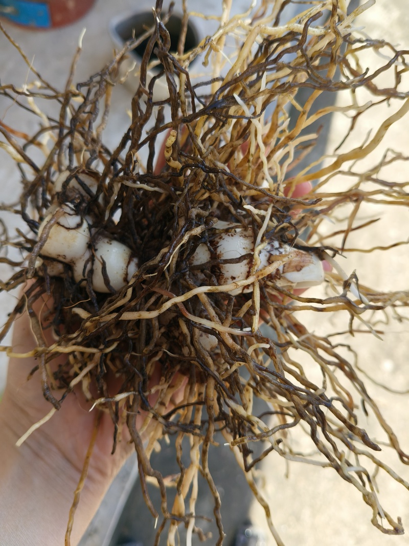 鲜货白芨批量出售