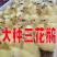 皖西大三花浙东产蛋鹅包疫苗包运输