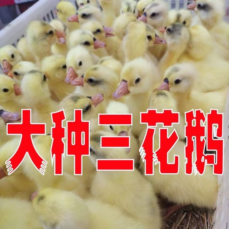 皖西大三花浙东产蛋鹅包疫苗包运输