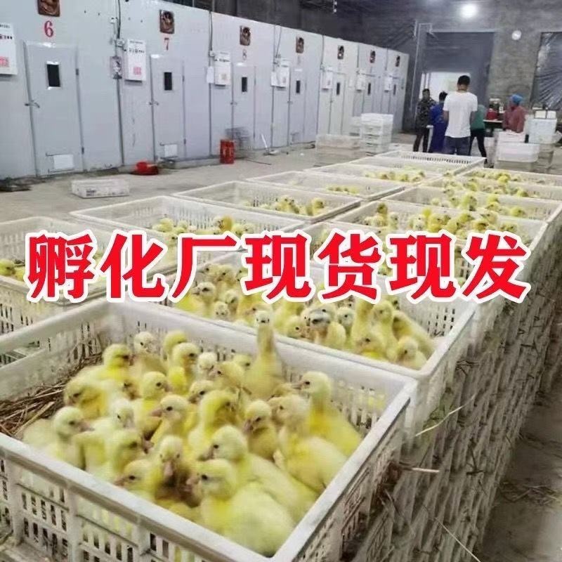 皖西大三花浙东产蛋鹅包疫苗包运输