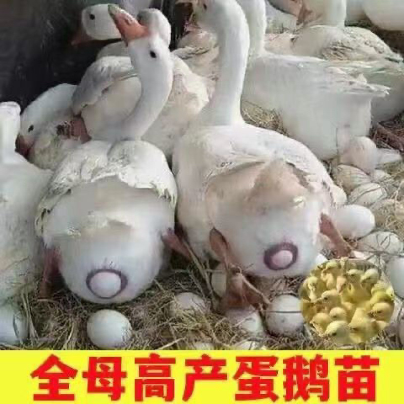 皖西大三花浙东产蛋鹅包疫苗包运输