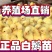 皖西大三花浙东产蛋鹅包疫苗包运输