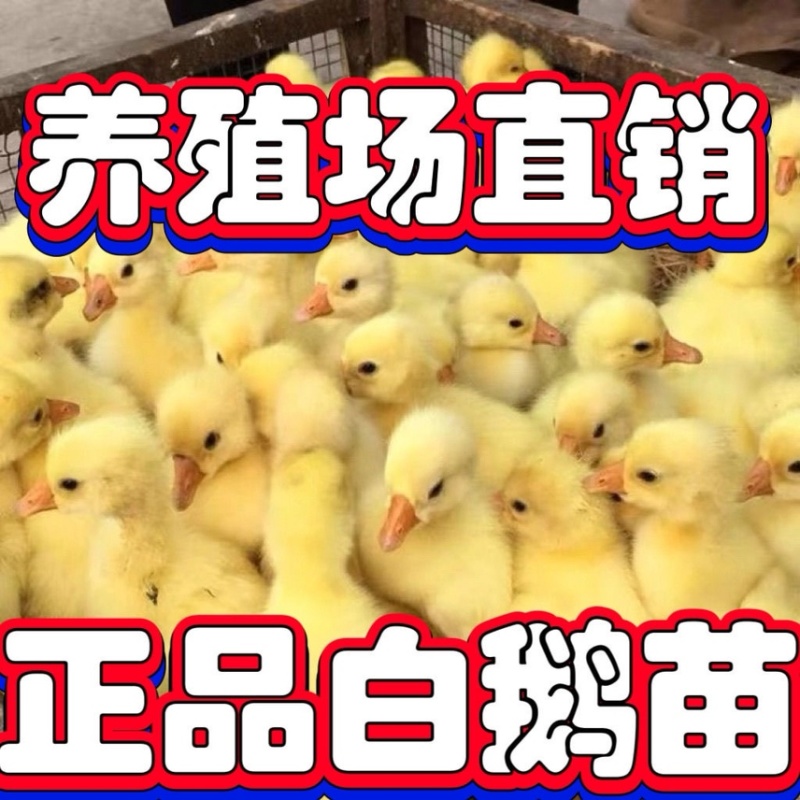 皖西大三花浙东产蛋鹅包疫苗包运输