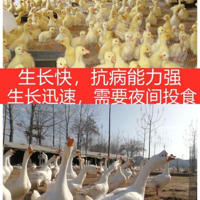 皖西大三花浙东产蛋鹅包疫苗包运输