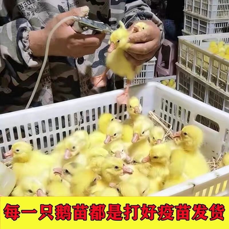 皖西大三花浙东产蛋鹅包疫苗包运输