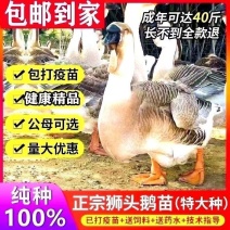 鹅苗特大种狮头苗脱温狮头鹅苗包疫苗包成活