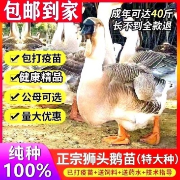 鹅苗特大种狮头苗脱温狮头鹅苗包疫苗包成活