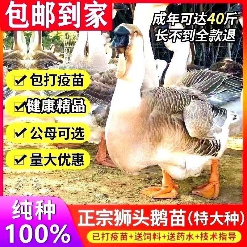 鹅苗特大种狮头苗脱温狮头鹅苗包疫苗包成活