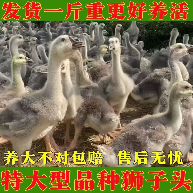 鹅苗特大种狮头苗脱温狮头鹅苗包疫苗包成活