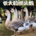 鹅苗特大种狮头苗脱温狮头鹅苗包疫苗包成活