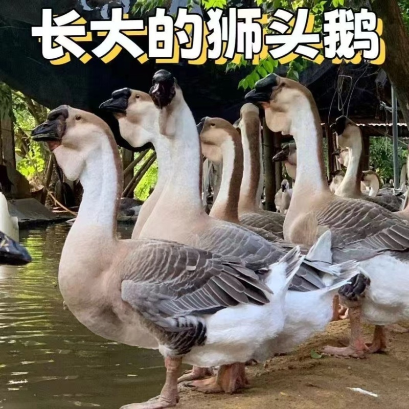 鹅苗特大种狮头苗脱温狮头鹅苗包疫苗包成活