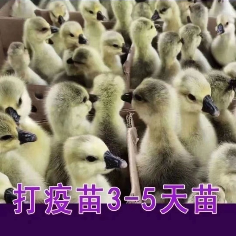 鹅苗特大种狮头苗脱温狮头鹅苗包疫苗包成活