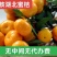 湖北高山蜜桔大量上市大芬日兰大普国庆龟井尾章蜜桔品种齐