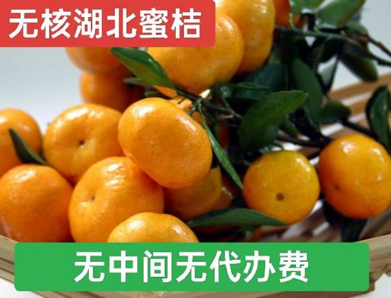 湖北高山蜜桔大量上市大芬日兰大普国庆龟井尾章蜜桔品种齐