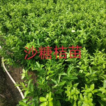砂糖橘沙糖桔树苗早熟晚熟一年二年三年树苗