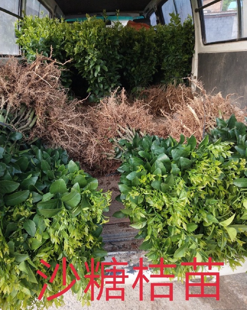 砂糖橘沙糖桔树苗早熟晚熟一年二年三年树苗
