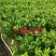 砂糖橘沙糖桔树苗早熟晚熟一年二年三年树苗