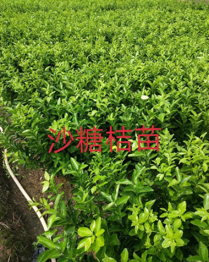砂糖橘沙糖桔树苗早熟晚熟一年二年三年树苗