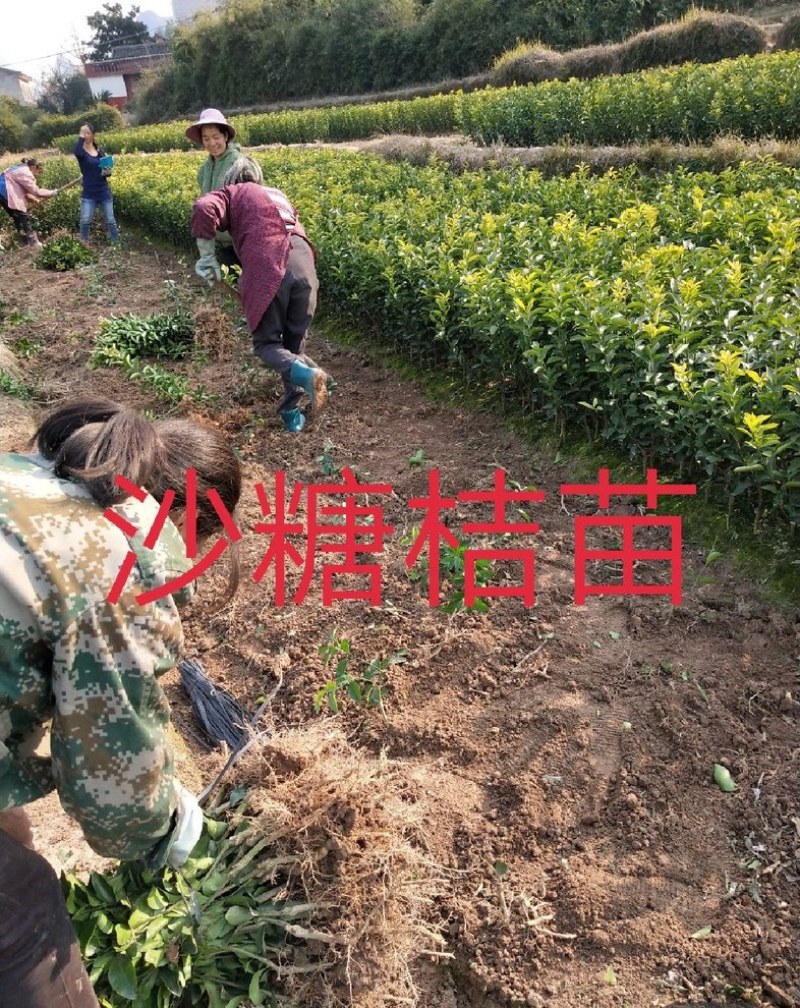 砂糖橘沙糖桔树苗早熟晚熟一年二年三年树苗